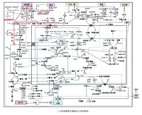 葡糖6磷酸在糖代谢中的地位?