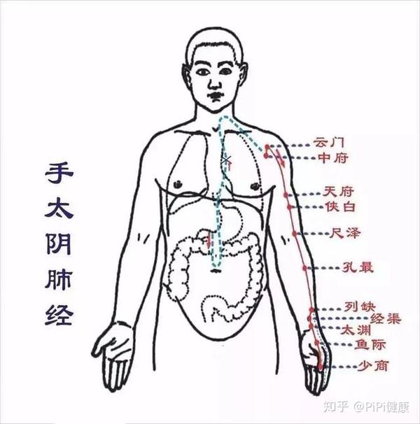 常按肺经祛痰湿:调理肺经,对改善肺功能,祛痰养肺等有很大的帮助.