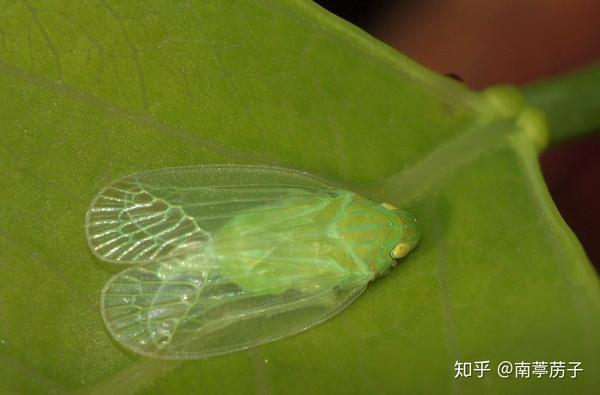 扁蜡蝉科tropiduchidae:体多扁平,翅透明.