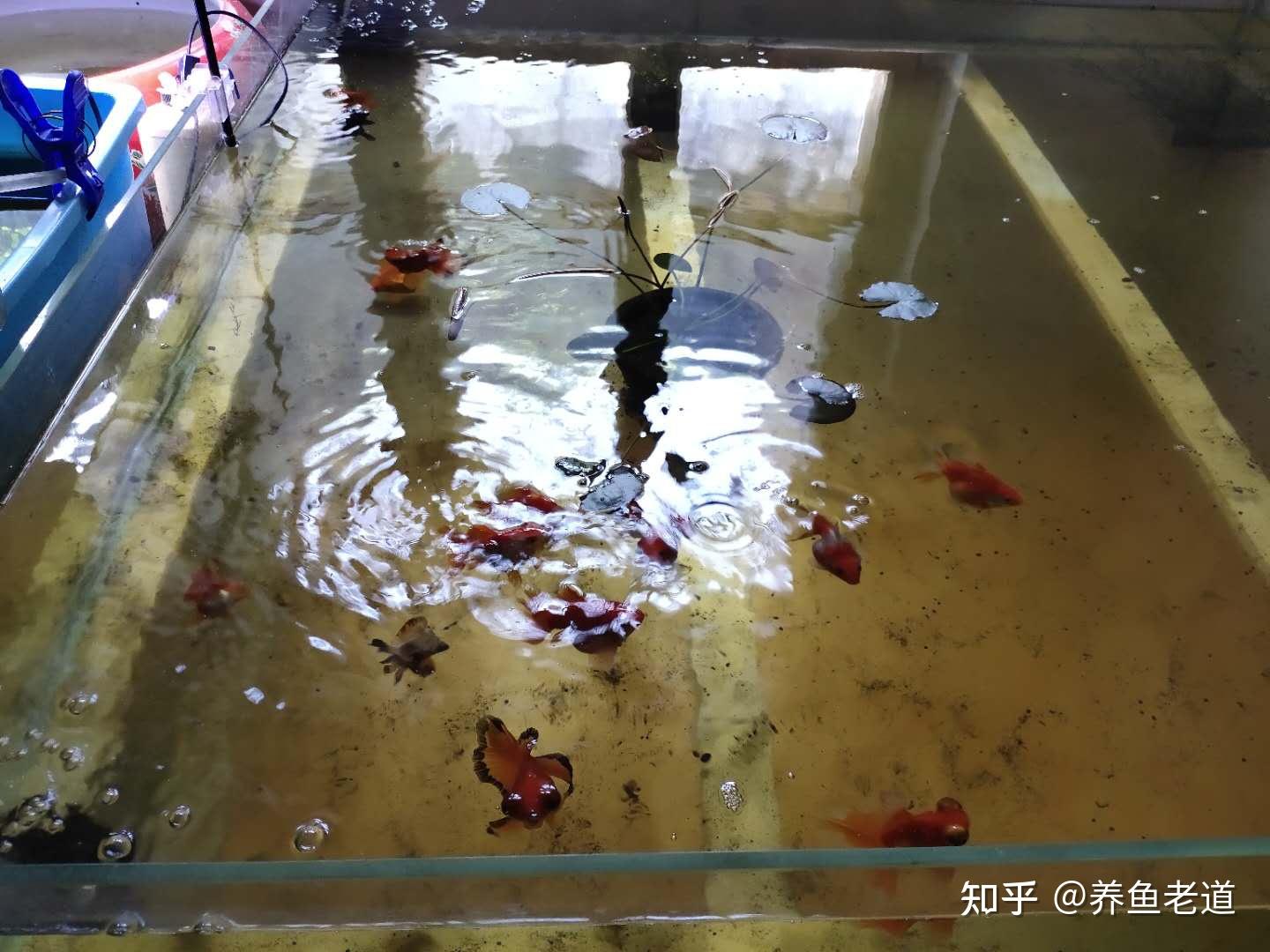 第四点:观赏鱼水霉病了,严重溃烂的,整缸因为此原因拜拜的,才需要整缸