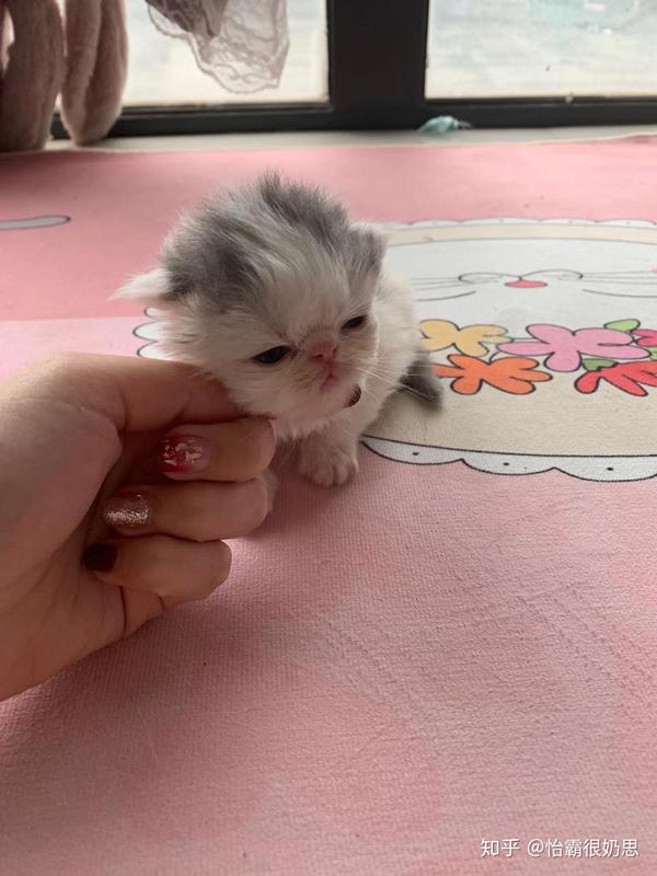 加菲猫小崽子有喜欢的那