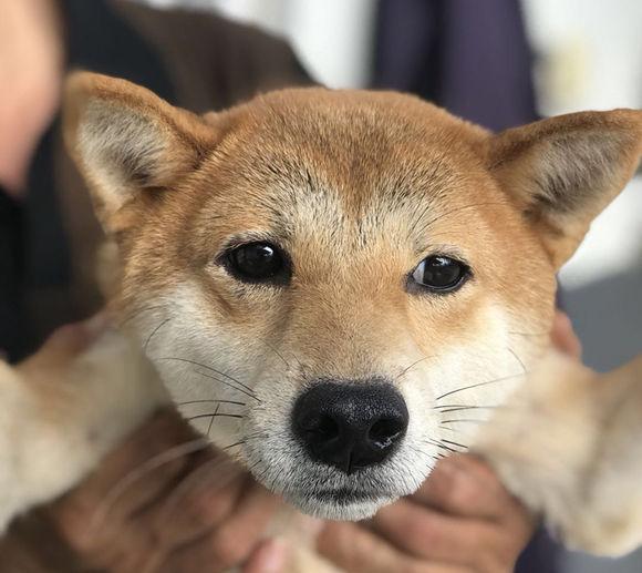 秋田犬和柴犬有何区别