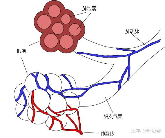 围绕每个肺泡是小的,薄壁的血液血管,称为肺毛细血管.