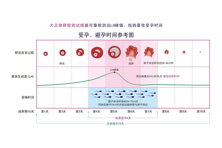 月经周期与受孕 知乎