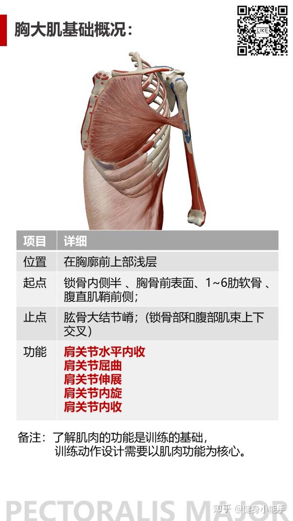 健身先健脑--胸部肌肉的运动解剖