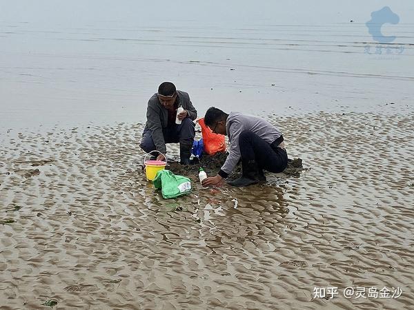 金沙海洋牧场赶海攻略来啦!挖蛤蜊挖蛏子,轻松收获小海鲜!