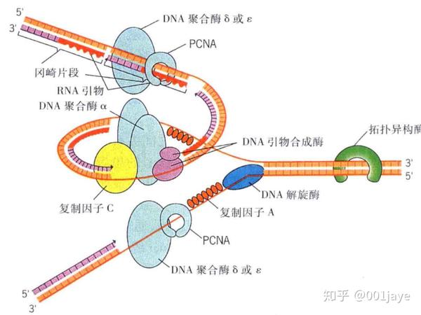 dna聚合酶Ⅲ在大肠杆菌的dna复制中起主要作用,而它是个二聚体,所以