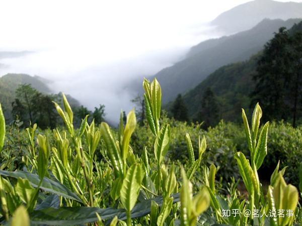 茶界前辈庄晚芳评雪芽芳香都匀生不亚龙井碧螺春