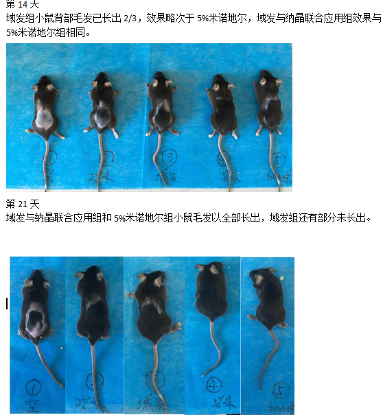 域发对c57bl/6小鼠毛发生长影响实验