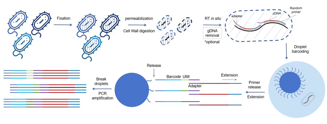 M Rna