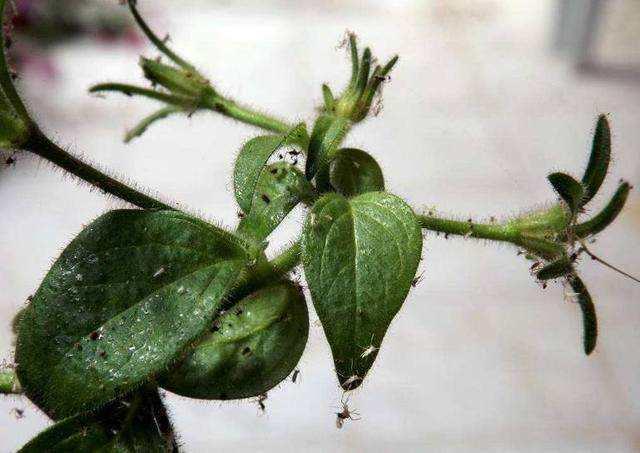 花盆里有小飞虫怎么办?3招消灭小飞虫!