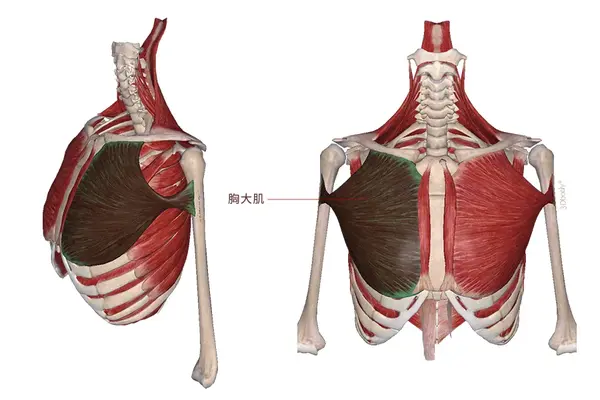 【肌肉科普】探讨身体肌肉—胸大肌