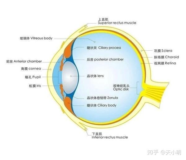 戴眼镜真的会让眼球突出像"金鱼眼"吗?