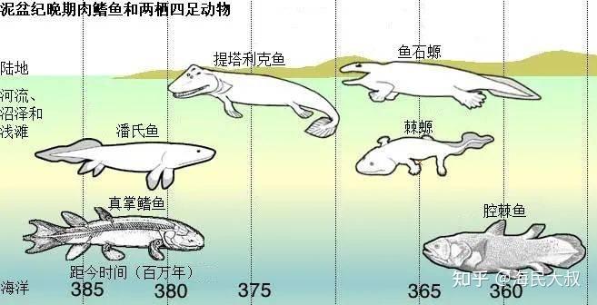 泥盆纪我们都是鱼地球简史系列