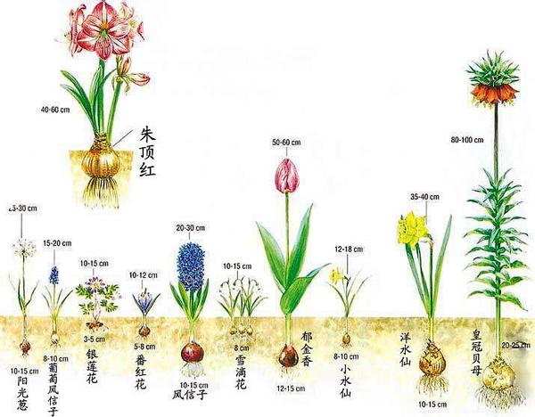 冬季花卉主力军郁金香风信子洋水仙种植购买指南