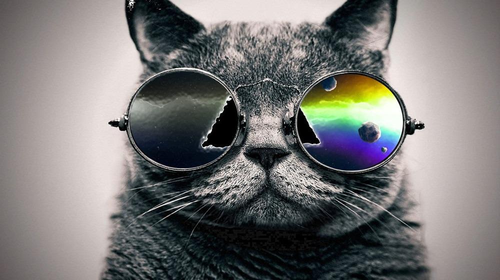 戴上墨镜的猫咪