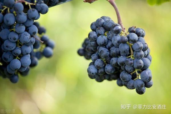 为什么我说黑皮诺黑皮诺是葡萄届的林妹妹.