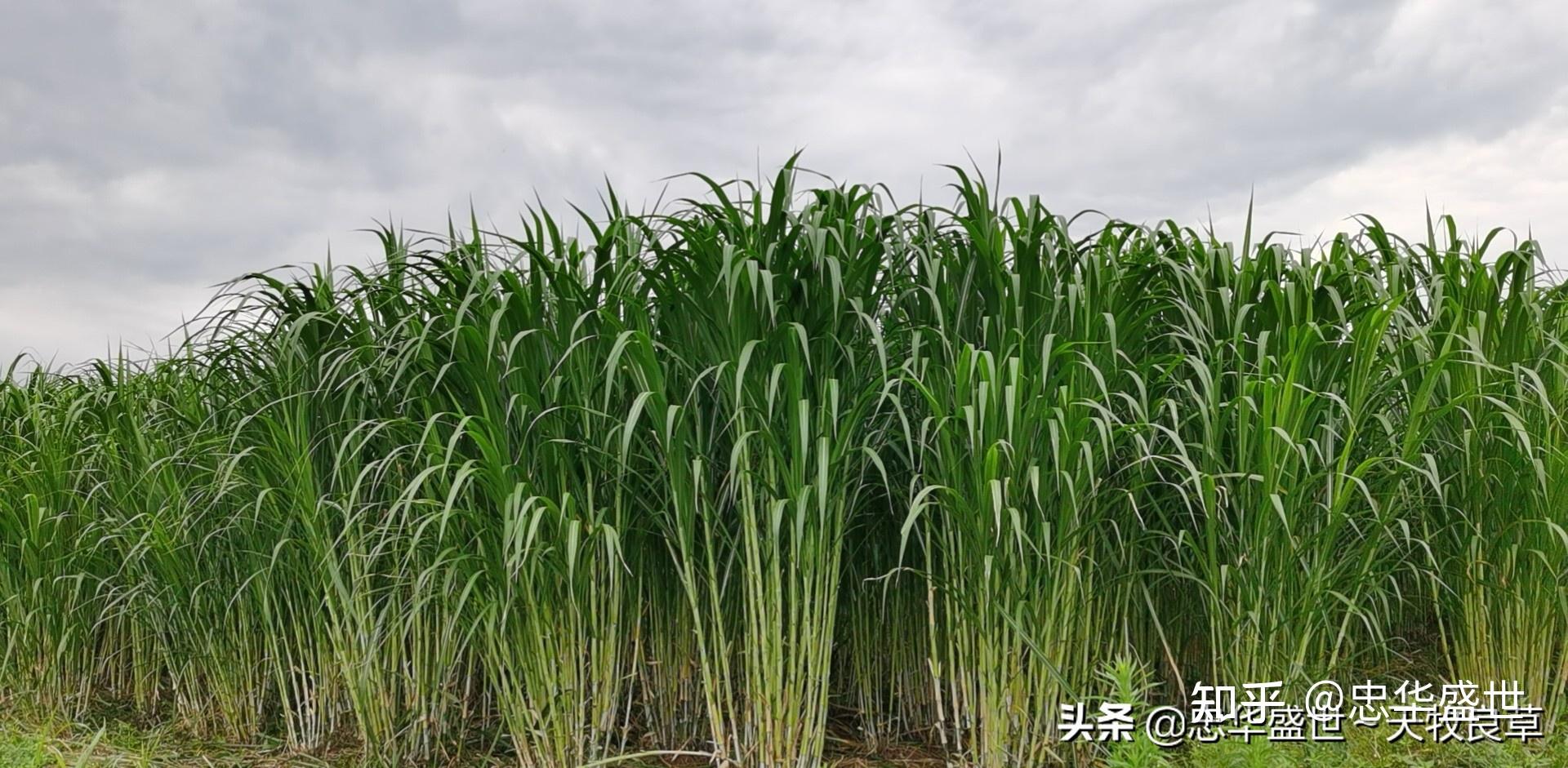 忠华盛世天牧良草是养殖鹅的最佳主料可占比饲料配比90左右