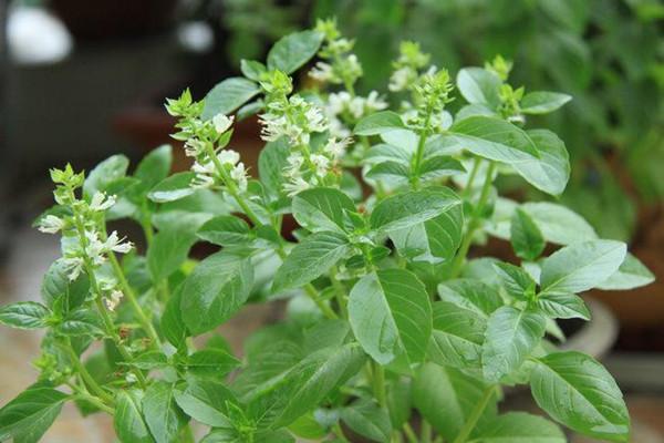 8种香草适合在家养观赏食用和药用一举三得