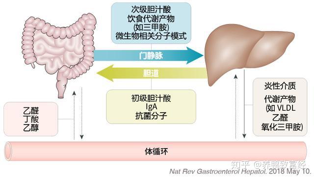 肝肠一体健康未来一图诠释肠肝轴解读肝肠健康