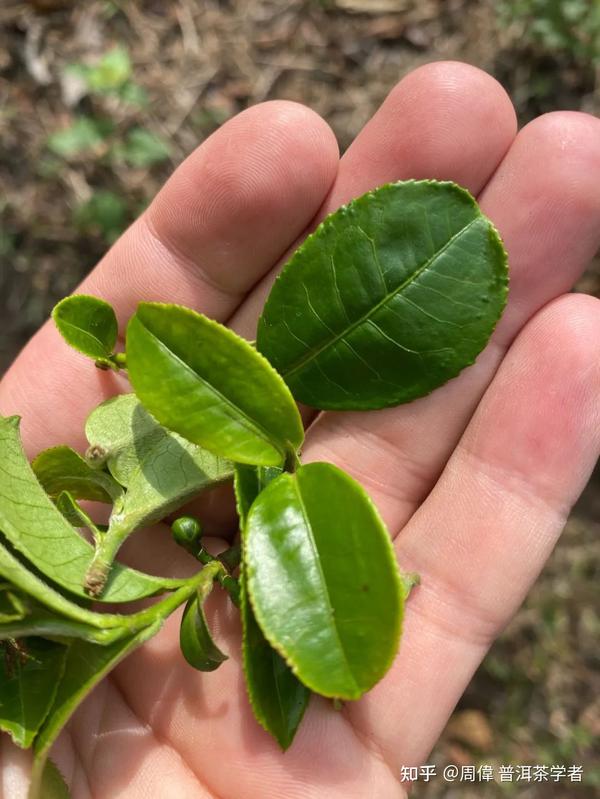 云南真的有"小叶种"普洱茶吗?