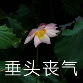 沙雕莲花表情包
