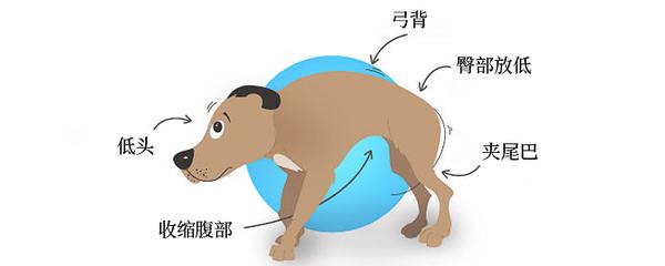还没过年狗狗为何跪拜祈福