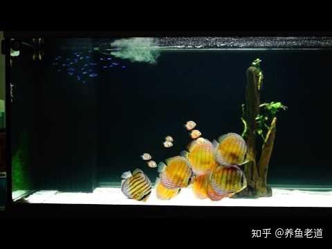 七彩神仙鱼对于鱼缸的饲养水质和温度有哪些要求?
