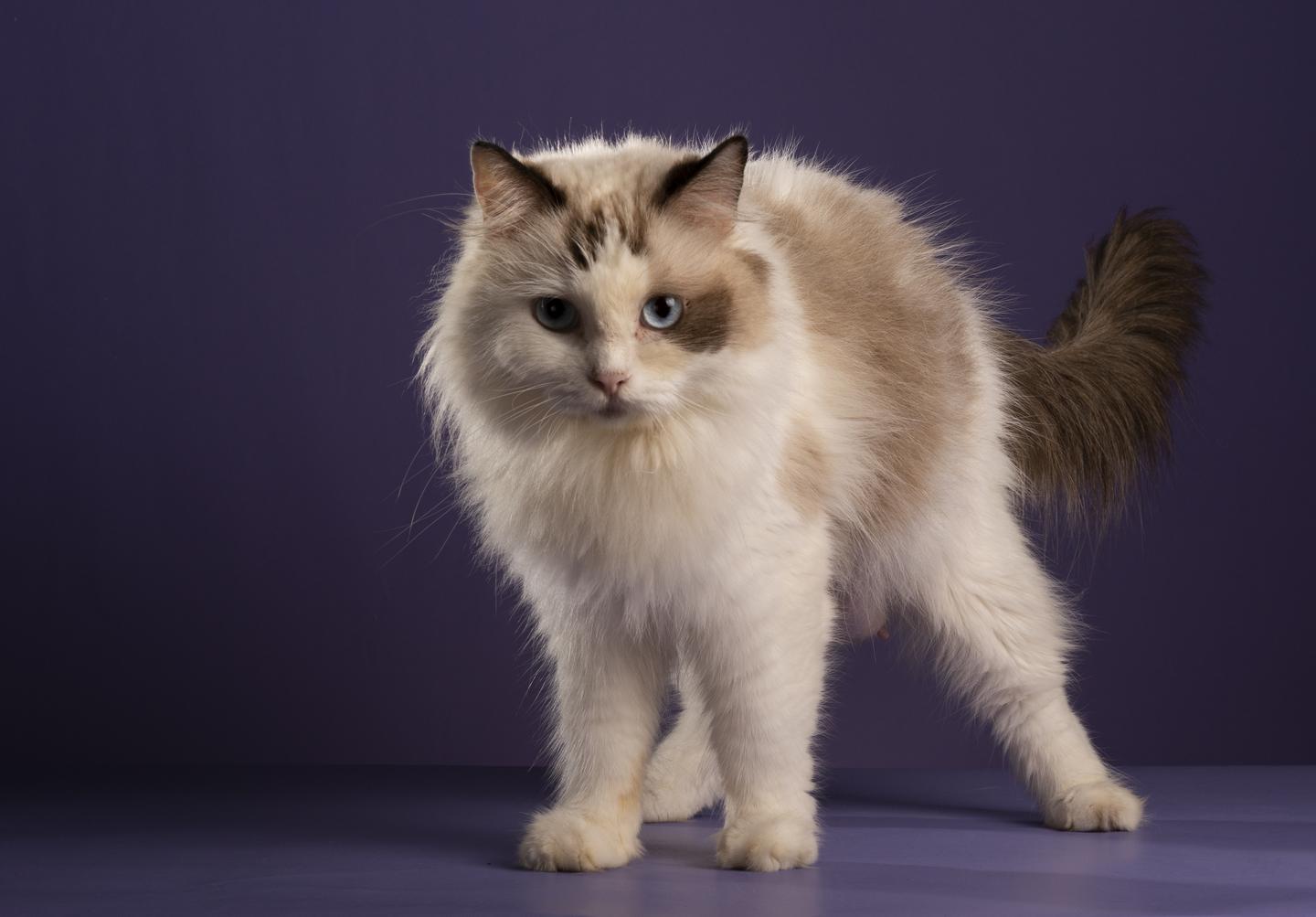 哪里能买到赛级布偶猫?