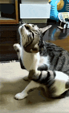 猫咪挠耳朵 图自:giphf