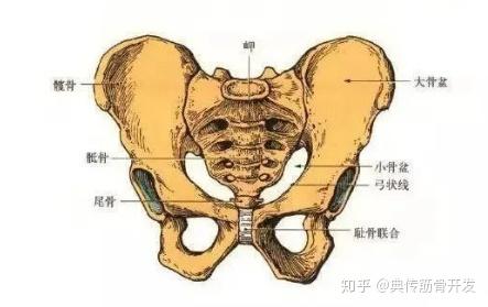 【典传筋骨开发】有的人看起来"前凸后翘"其实是『骨盆/脊柱倾斜』了
