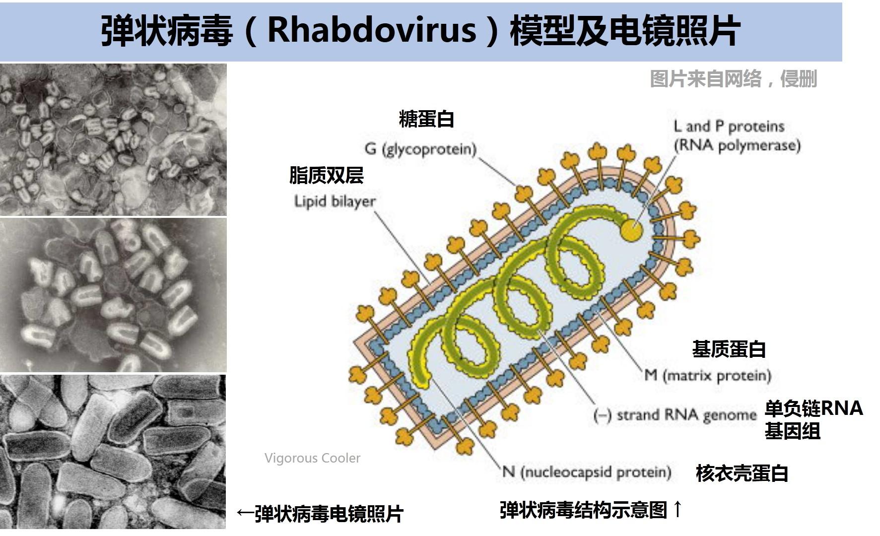 狂犬病毒(rabies virus,rv)属于狂犬病毒 属( lyssavirus),弹状病毒
