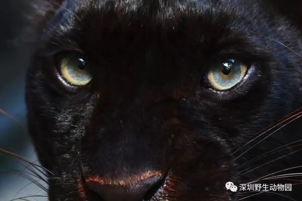 黑豹:深邃的双眼