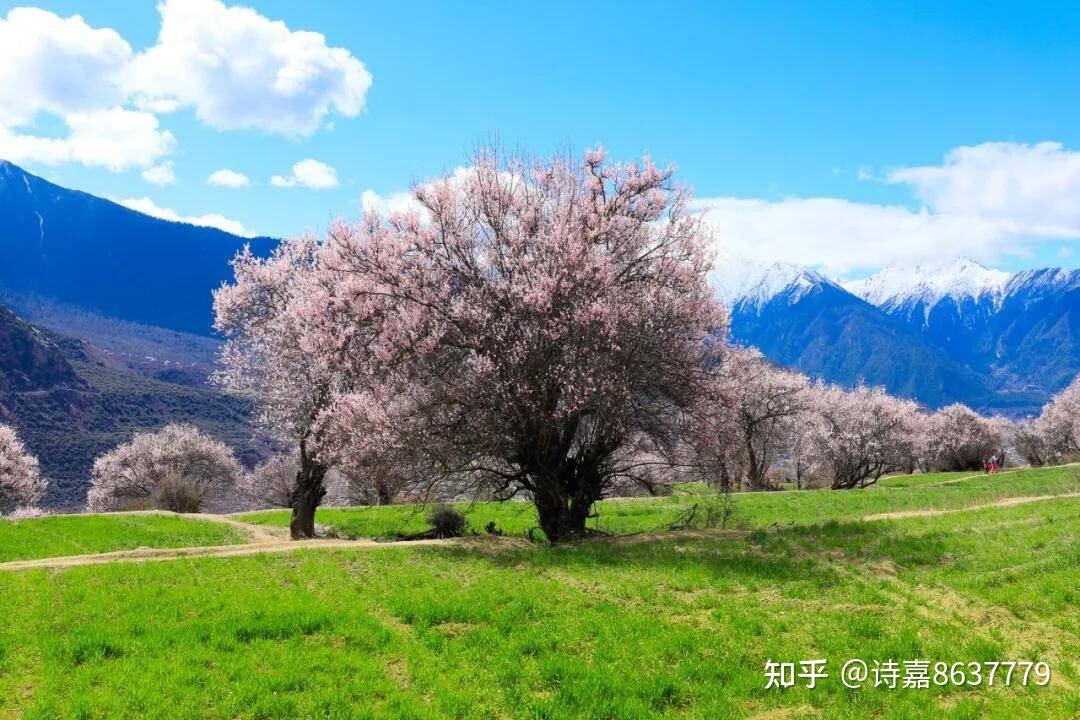 波密县:中国最大桃花谷内的冰川桃花