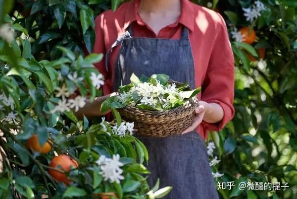 苦橙花纯露|一款优雅清新的淡斑去黄补水神器!