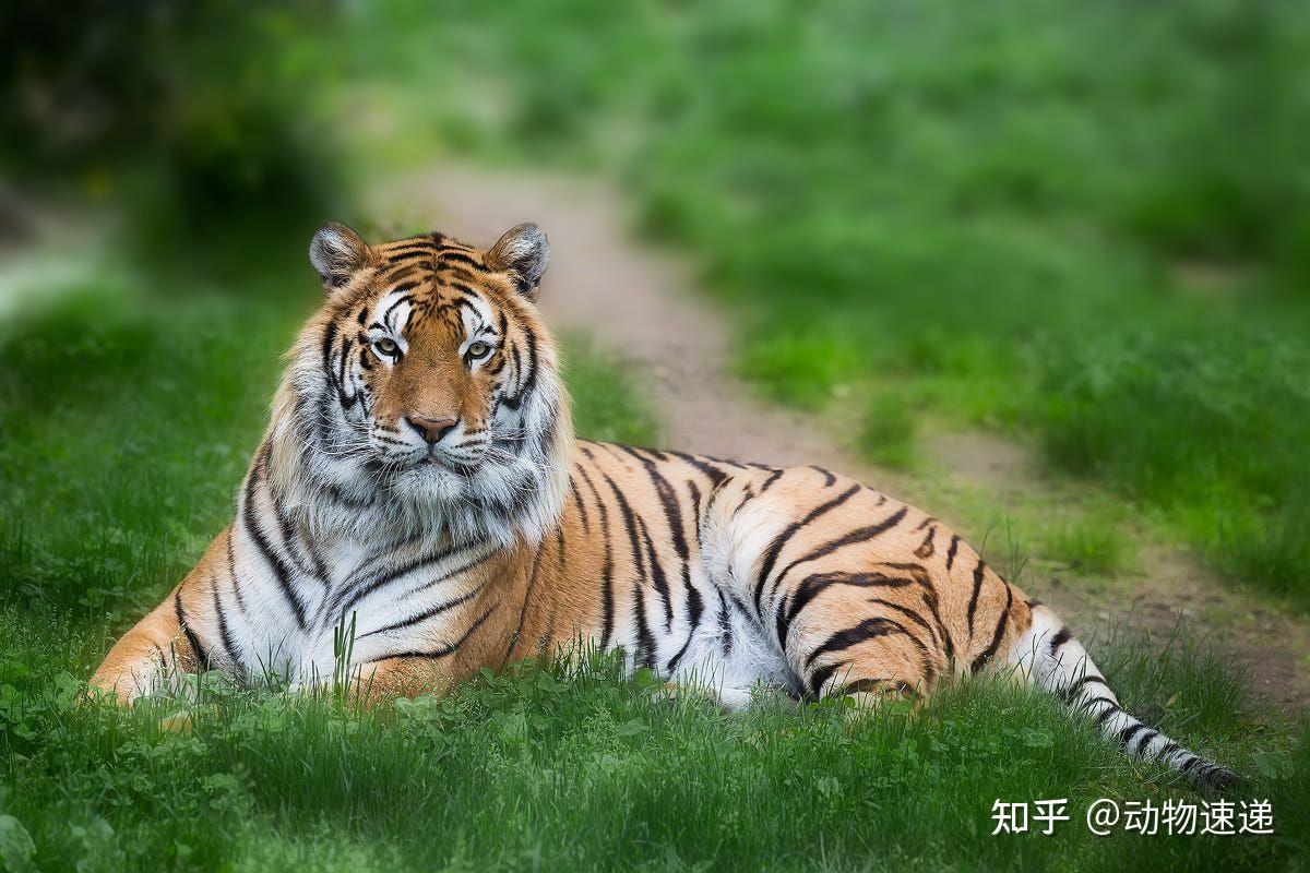 虽说当时的主要针对目标是华南虎,但东北虎同样作为一种凶猛的老虎
