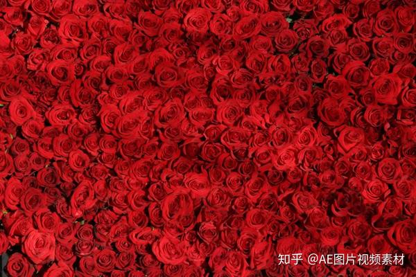 玫瑰花图片素材