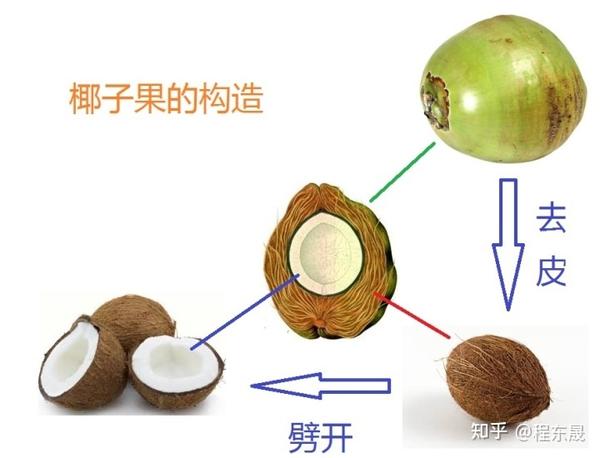 椰子其实像棕榈果一样,是椰树的果实,同样由果皮和种子构成: 外果皮