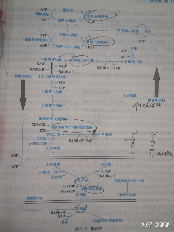 那为什么说它是能障呢?因为它不是糖酵