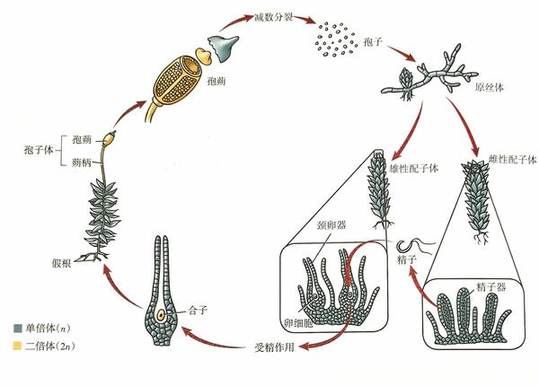 为什么动物体细胞全能性不容易实现?