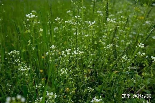 春在溪头荠菜花
