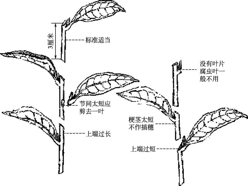 第三节 插穗的选择,剪切与储藏 图说园林花木扦插育苗技术 知乎