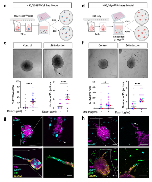 Tgf Mediated Mmp Secretion Drives Myoepithelial Cell Dependent