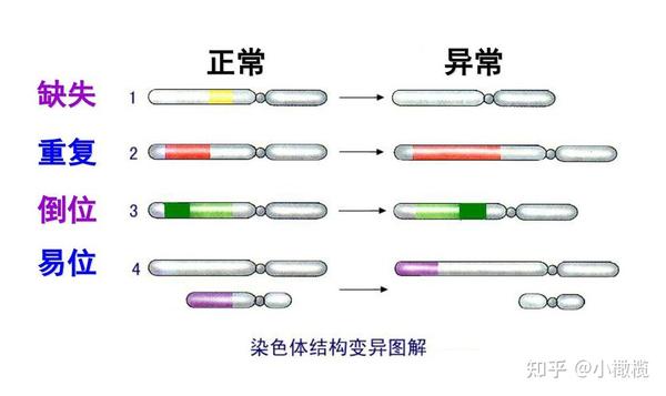 详解胚胎染色体异常的原因