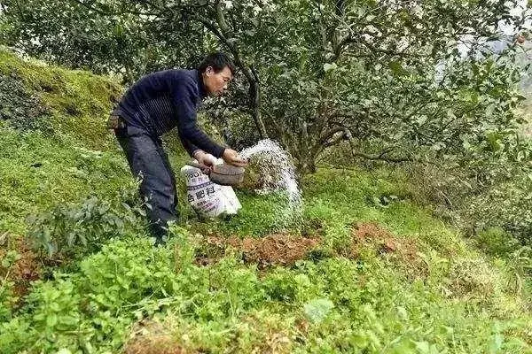 黑柑桔的功效与作用_高钾肥作用_钾肥对柑桔树作用