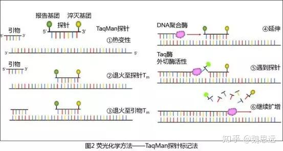 分子荧光定量pcr二