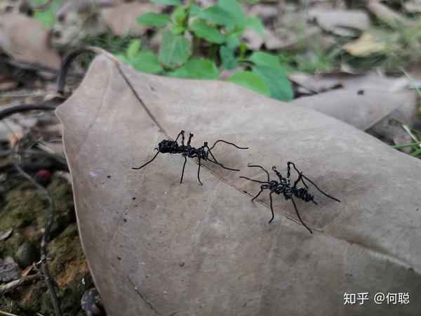 大班小蚂蚁搬家的教案怎么写_小蚂蚁搬家图片_作文小蚂蚁搬家