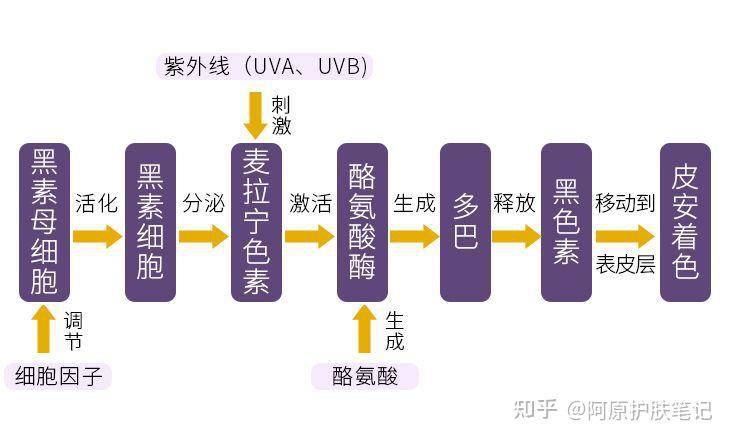 说结论,一般美白的方法主要有3种1,抑制黑色素生成2,阻断黑色素转运3