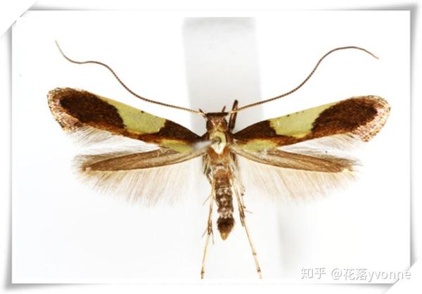 柳丽细蛾的成虫标本,体长4mm,翅展约10mm (来源:jpmoth.org)
