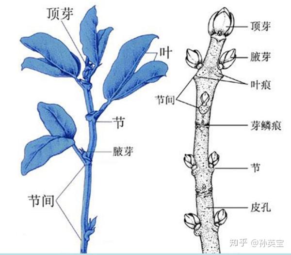 植物科学绘画之茎的科学绘画方法